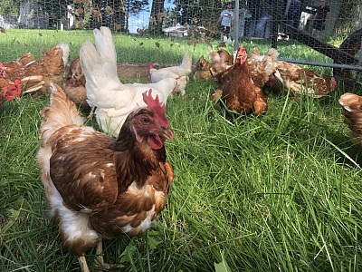 Nos poules dans leur poulailler mobile