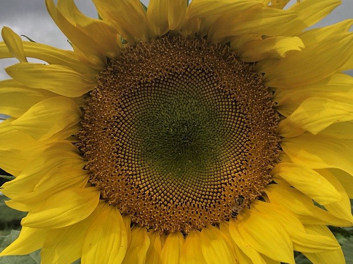 Une abeille sur un tournesol