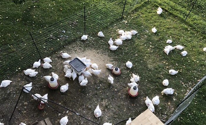 Poulets fermiers élevés en liberté sur la ferme.