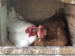 Deux poules juste avant la ponte