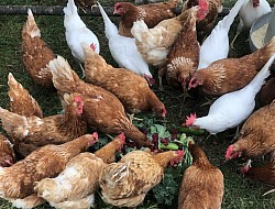 Les poules pondeuses au pâturage