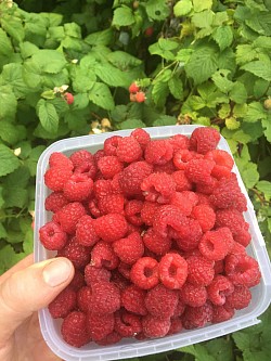 Framboises - JardinsRochers