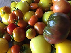 Tomates - JardinsRochers