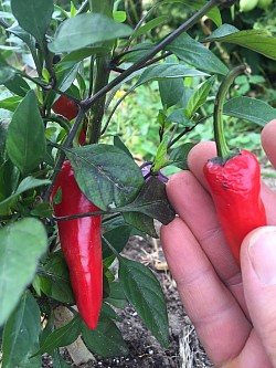 Piments - JardinsRochers