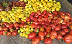 Tomates - JardinsRochers
