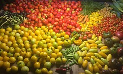 Tomates, carottes fèves - JardinsRochers