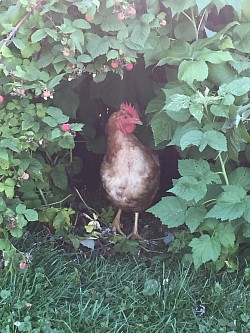 Poule - JardinsRochers