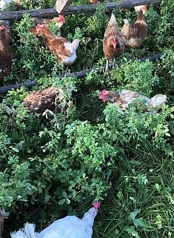 Poule au travers la luzerne - JardinsRochers