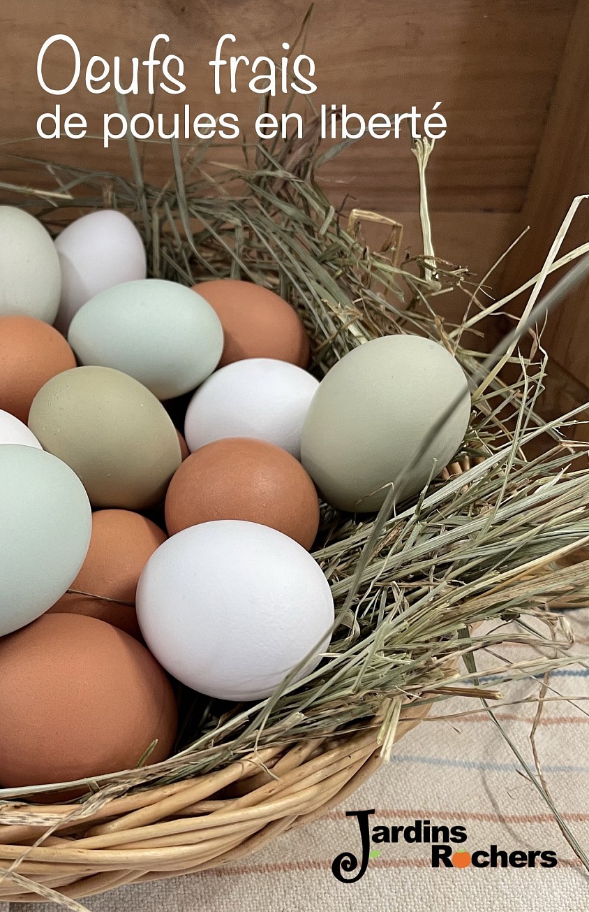 Visuel poules en liberté