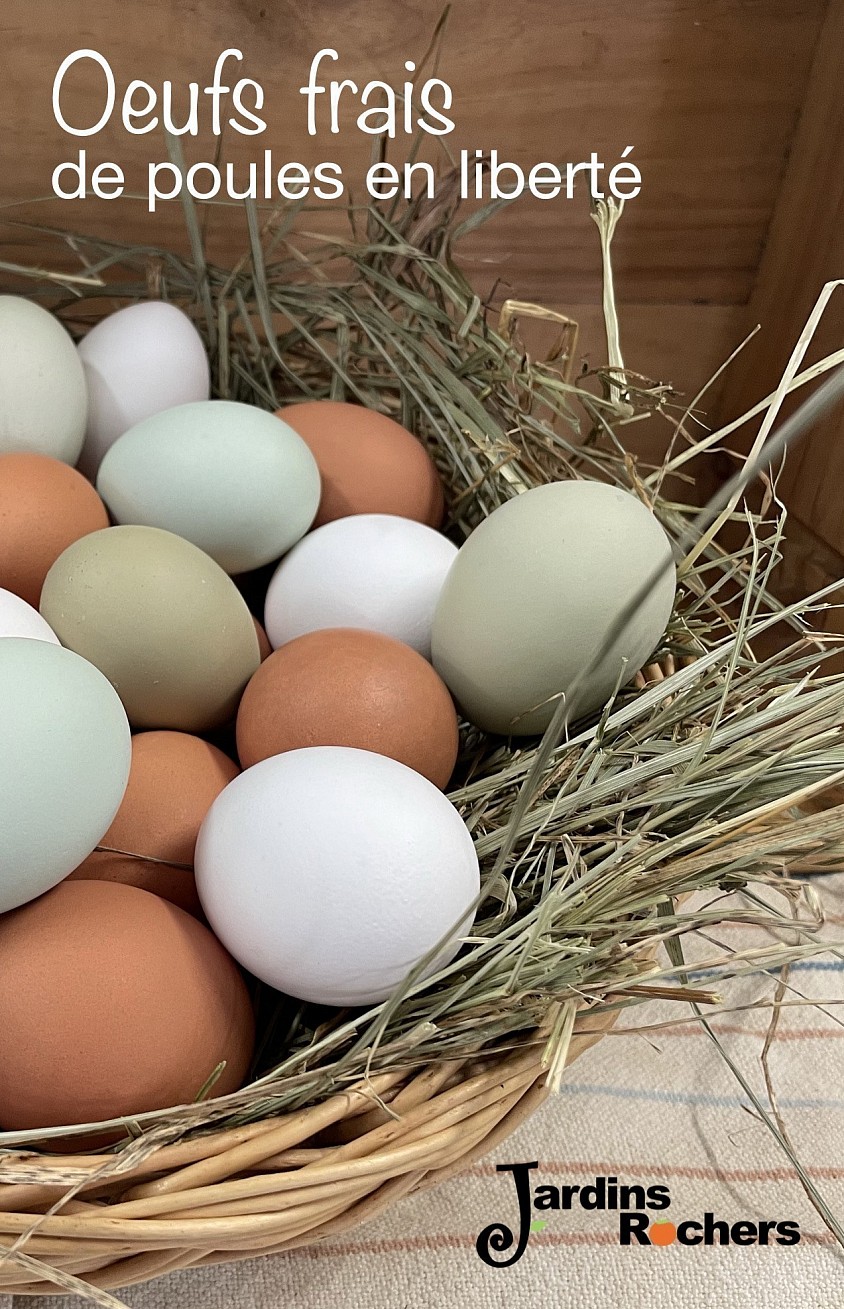 Venez voir les diverses poules, paons, canards et dindes dans notre parc extérieur