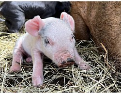 Photo cochon 1