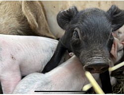 Photo cochon 2