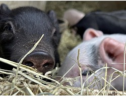 Photo cochon 3
