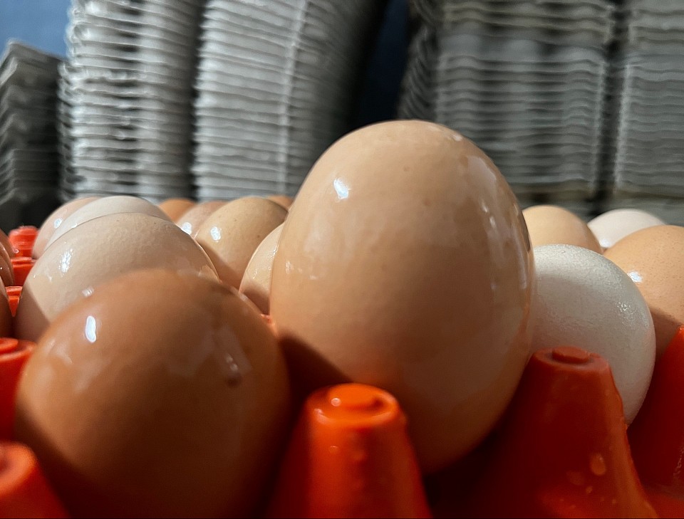 Des fois ils (œufs de poules) sont beaucoup plus gros que les autres! 😊 (107g)