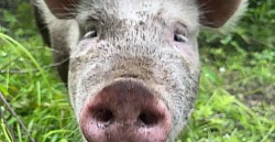 Cochon 2