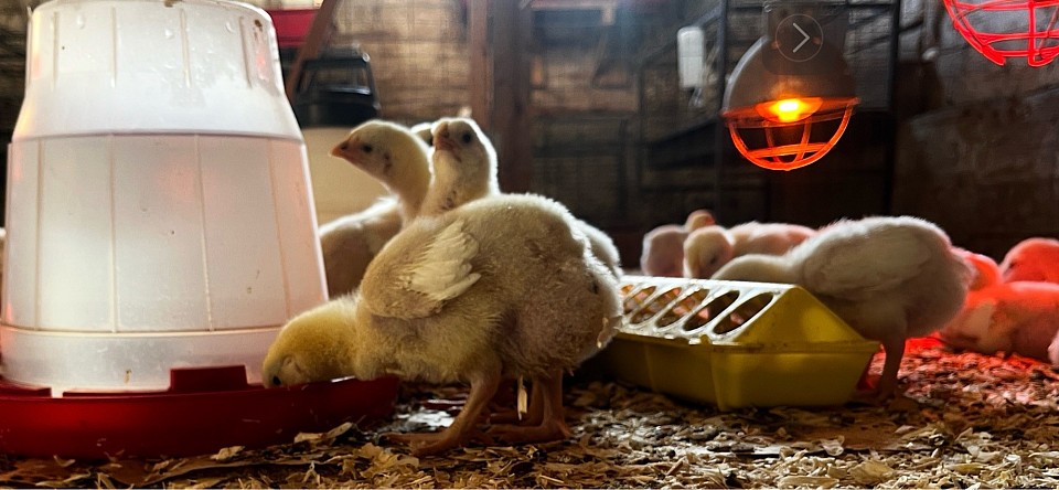 Poulets fermiers élevés en liberté sur la ferme.