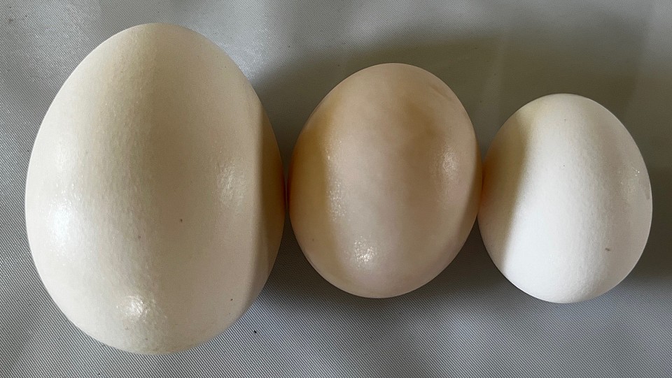 Œufs d’oie, de canard et poule