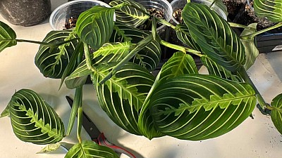 Maranta leuconeura ‘Lemon-Lime’