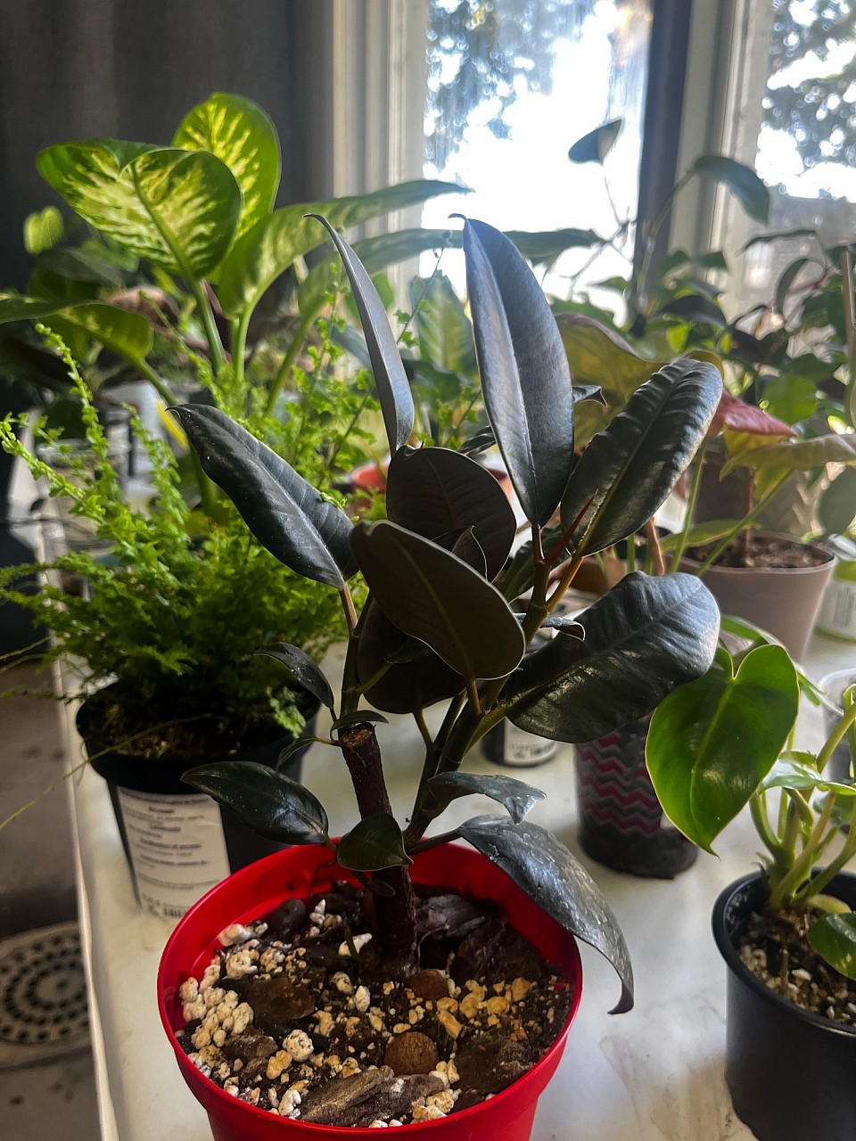 Visuel des plantes d’intérieur en boutique
