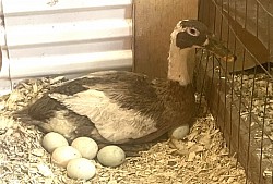 Visuel canards 1
