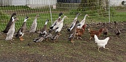 Visuel canards 2