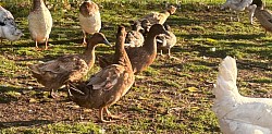 Visuel canards 3